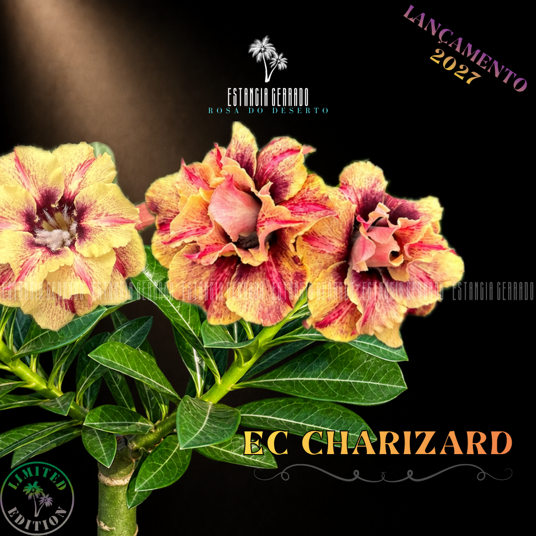 Enxerto De Rosa do Deserto ID: EC Charizard