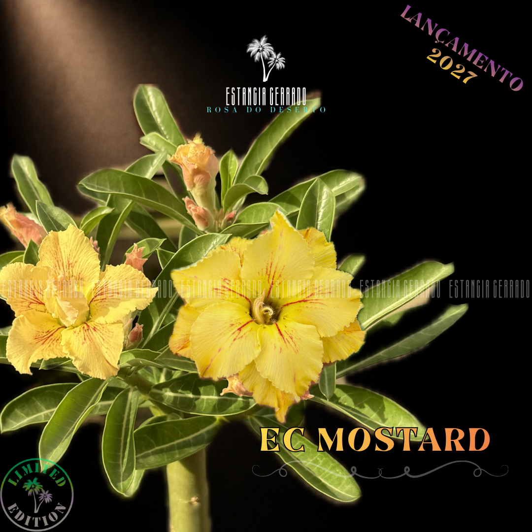 Enxerto De Rosa do Deserto ID: EC Mostard