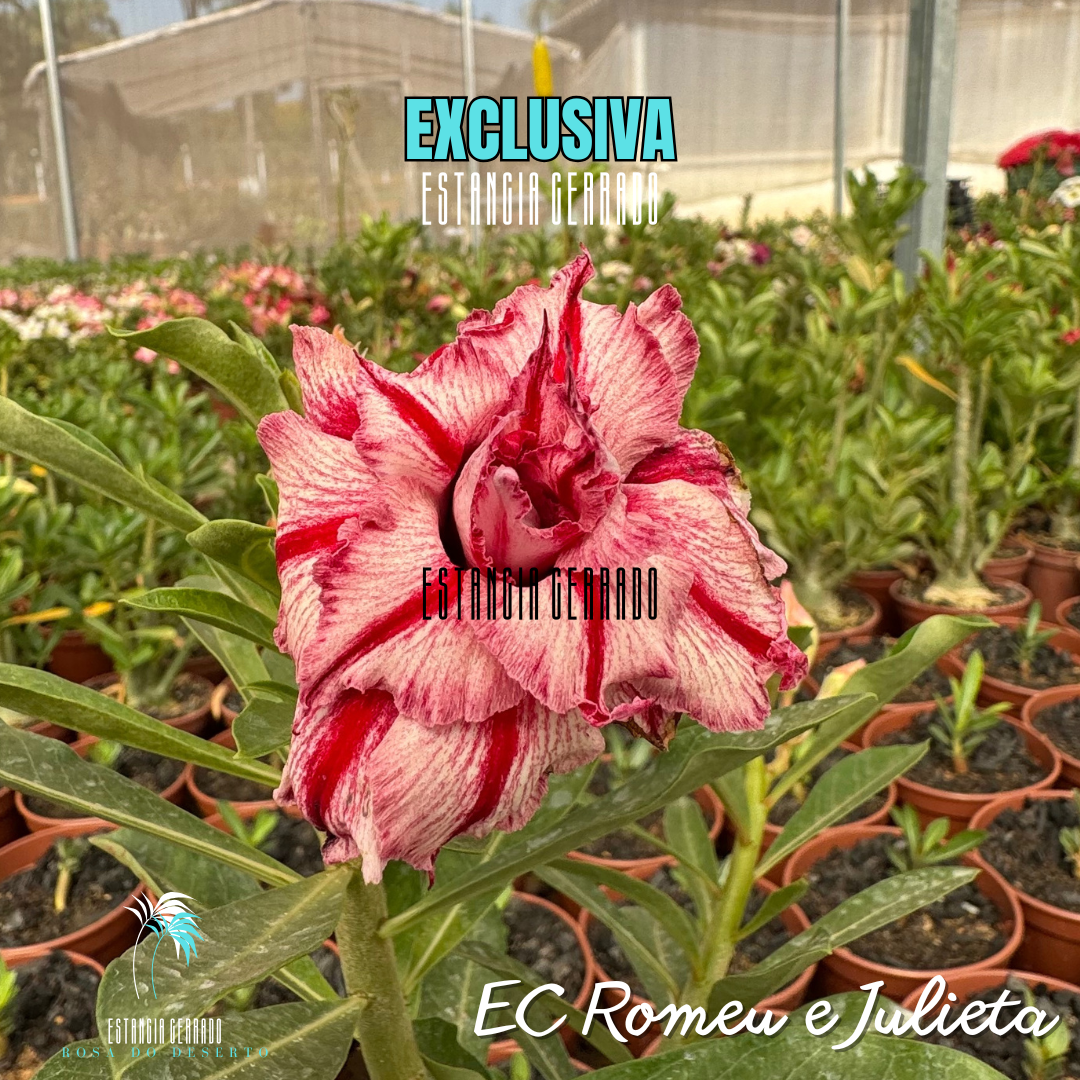 Enxerto De Rosa Do Deserto ID: EC Romeu e Julieta