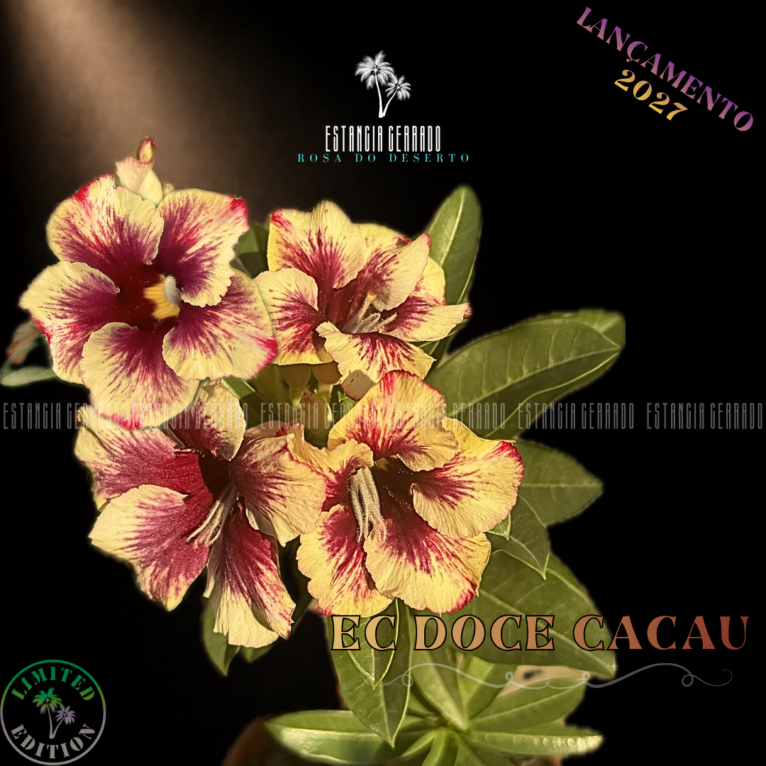 Enxerto De Rosa do Deserto ID: EC Doce Cacau