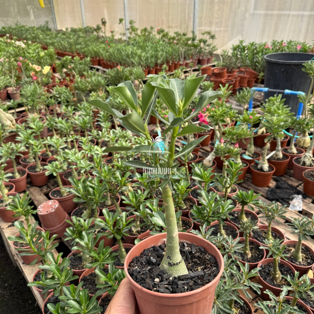 Enxerto Rosa do Deserto ID: EC Primavera