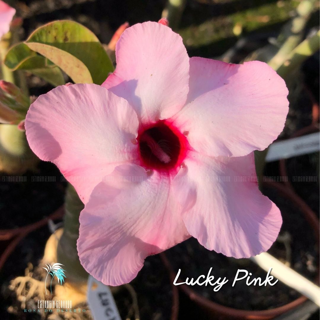 Matriz 6 enxertos ID: Lucky Pink