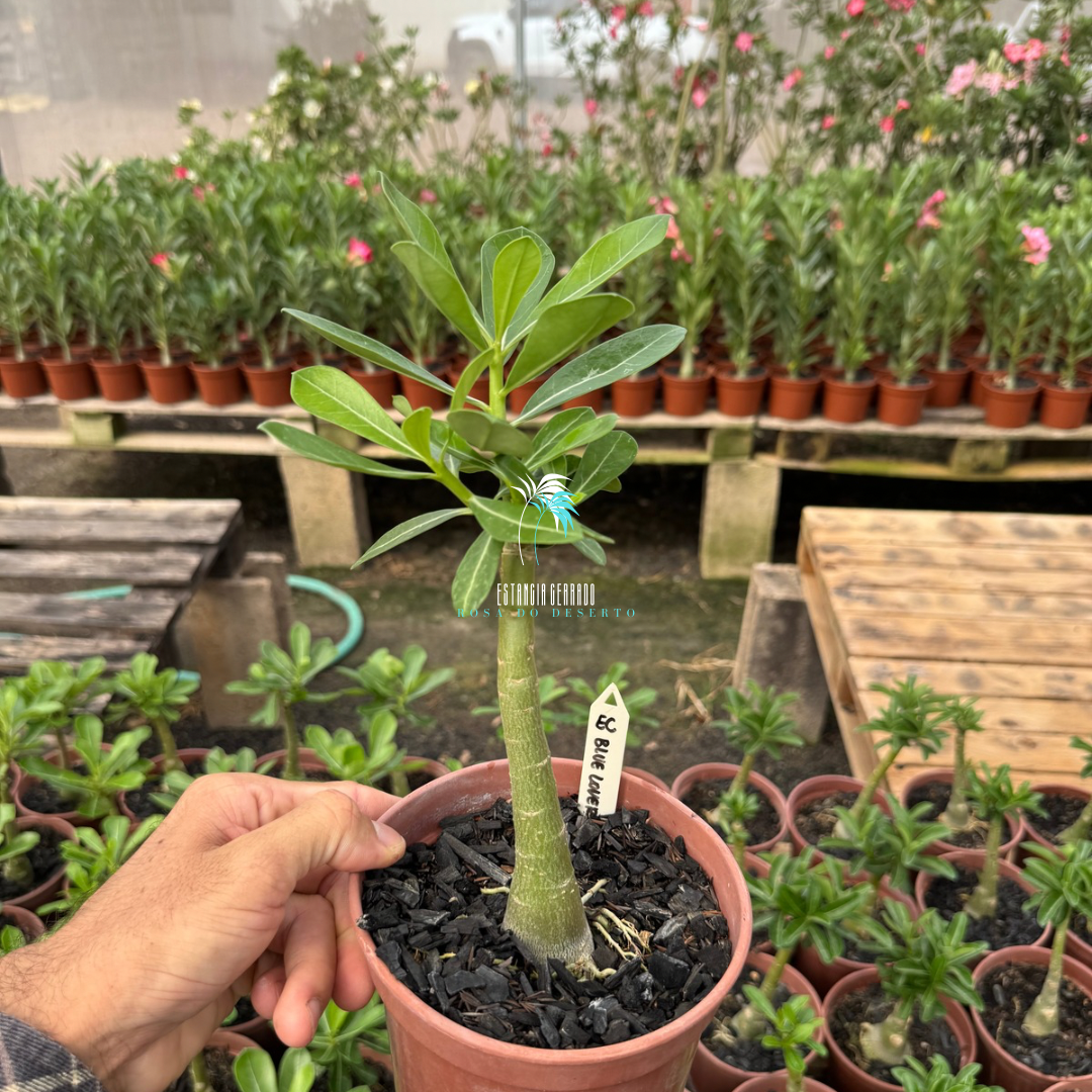 Enxerto De Rosa Do Deserto ID: EC Blue Lover