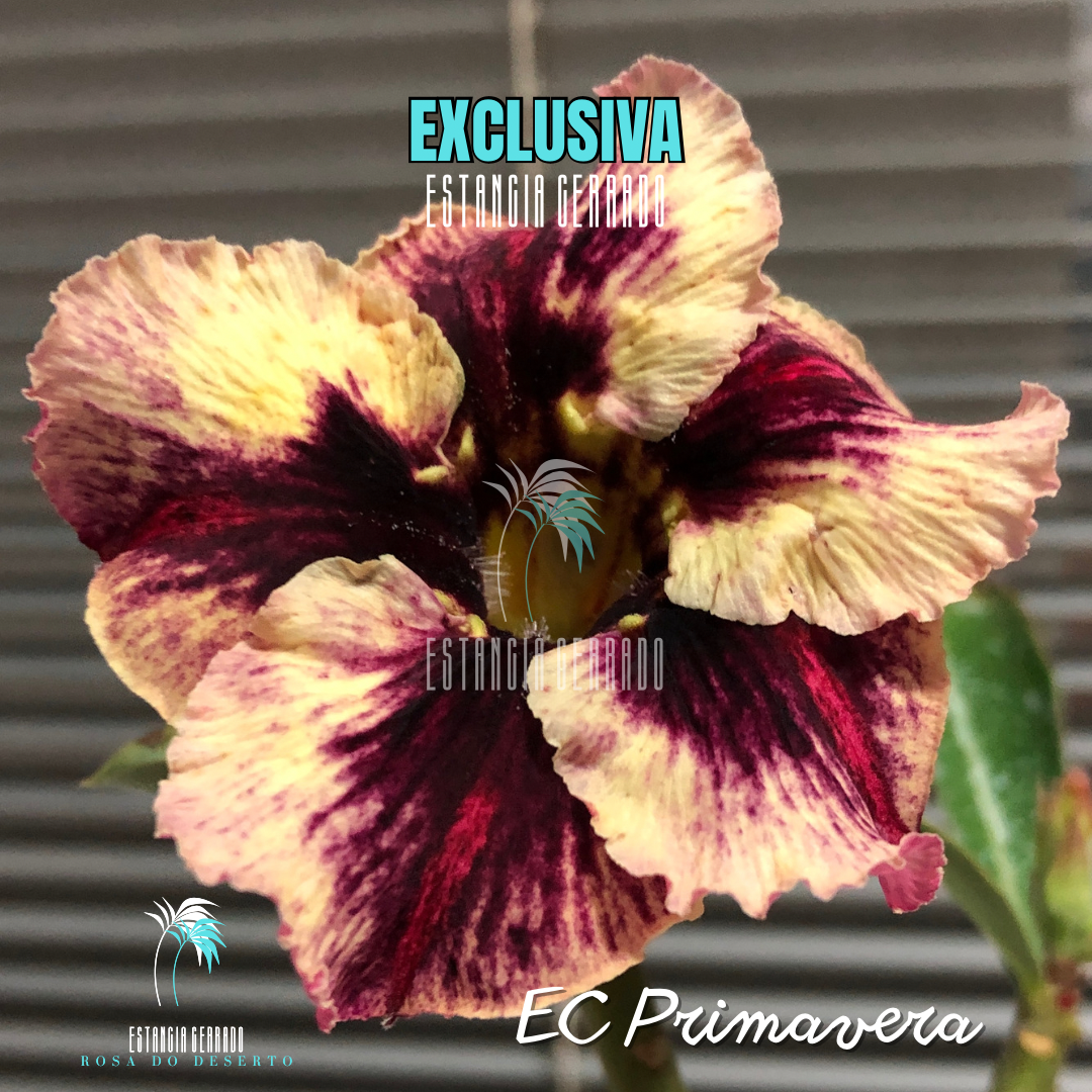Multi Enxertada EC Primavera