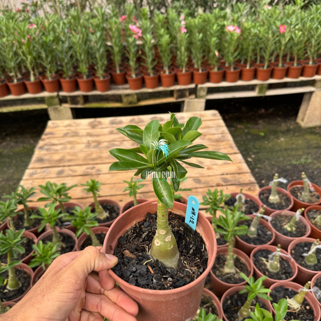 Enxerto De Rosa Do Deserto ID: NR-12