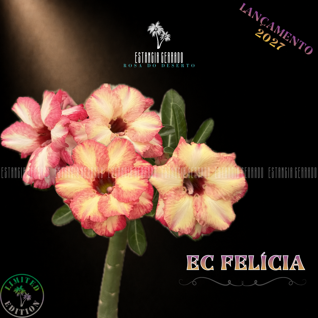 Enxerto De Rosa do Deserto ID: EC Felícia