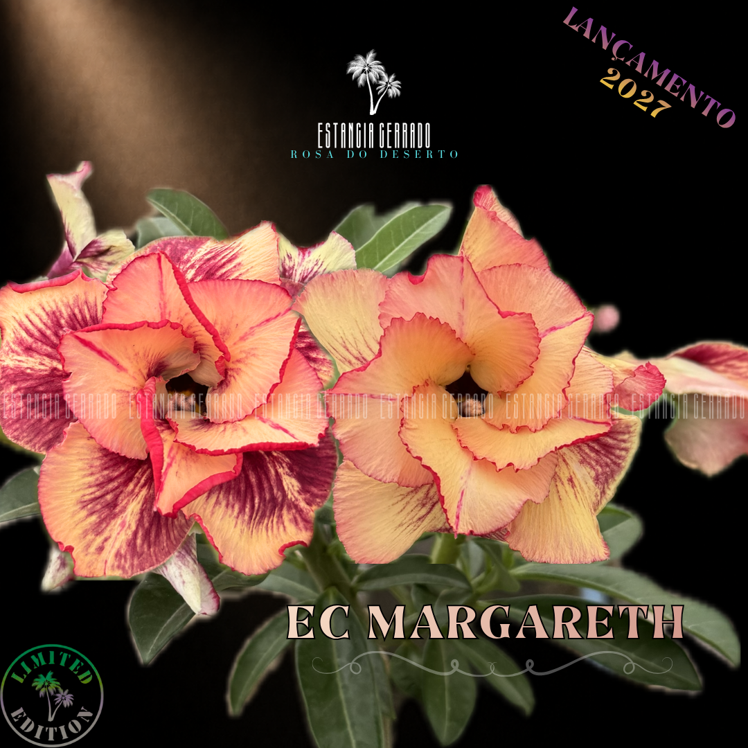 Enxerto De Rosa do Deserto ID: EC Margareth