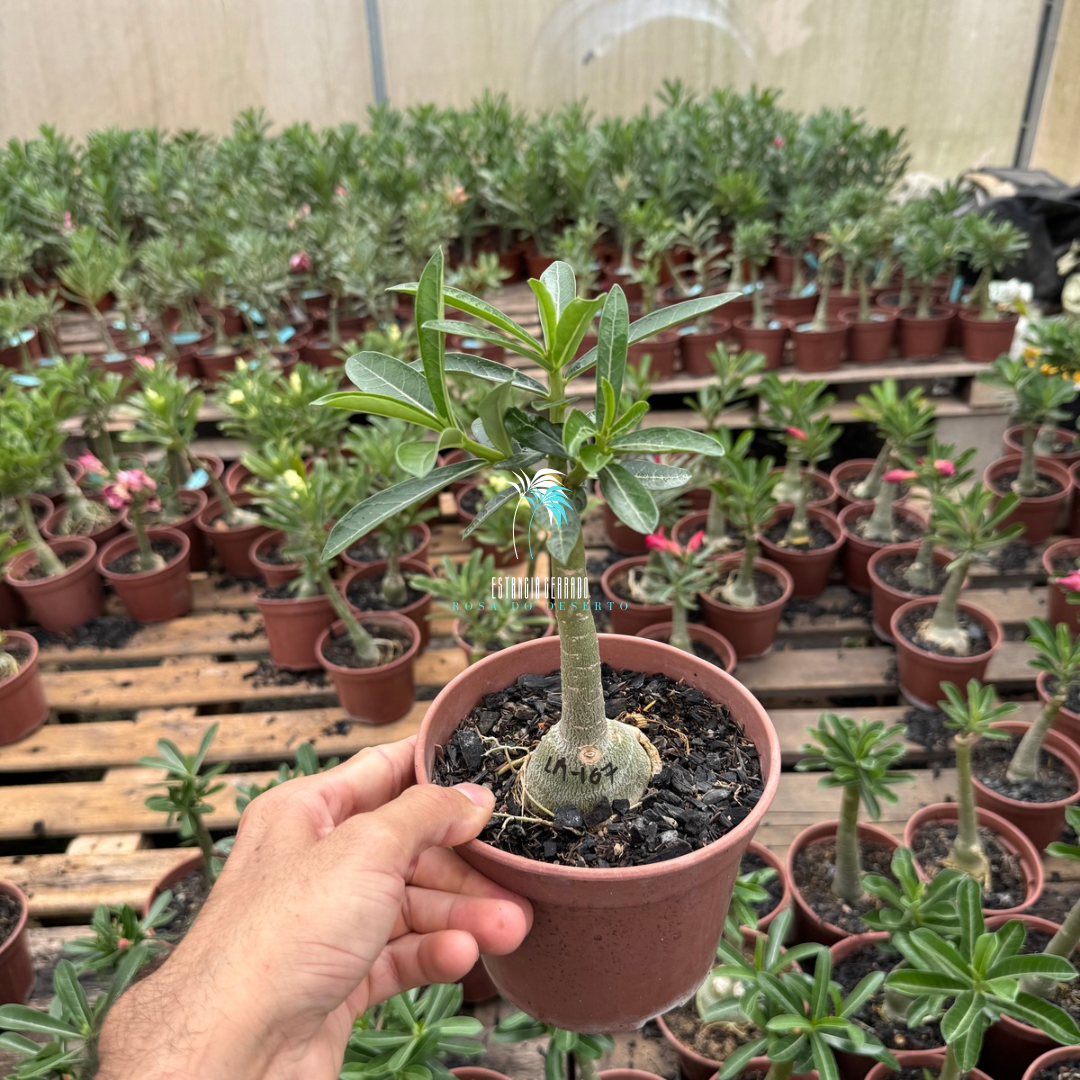 Enxerto De Rosa Do Deserto ID: LM-167