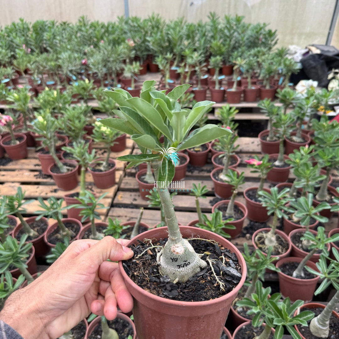 Enxerto De Rosa Do Deserto ID: Yu Jião