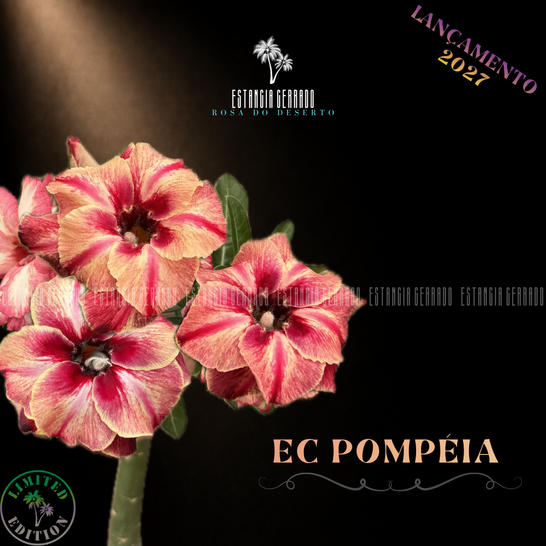 Enxerto De Rosa do Deserto ID: EC Pompéia