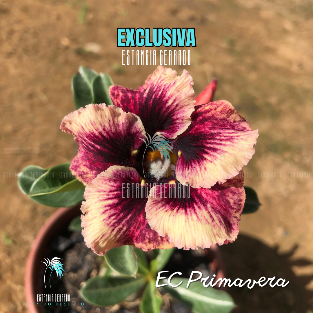 Multi Enxertada EC Primavera