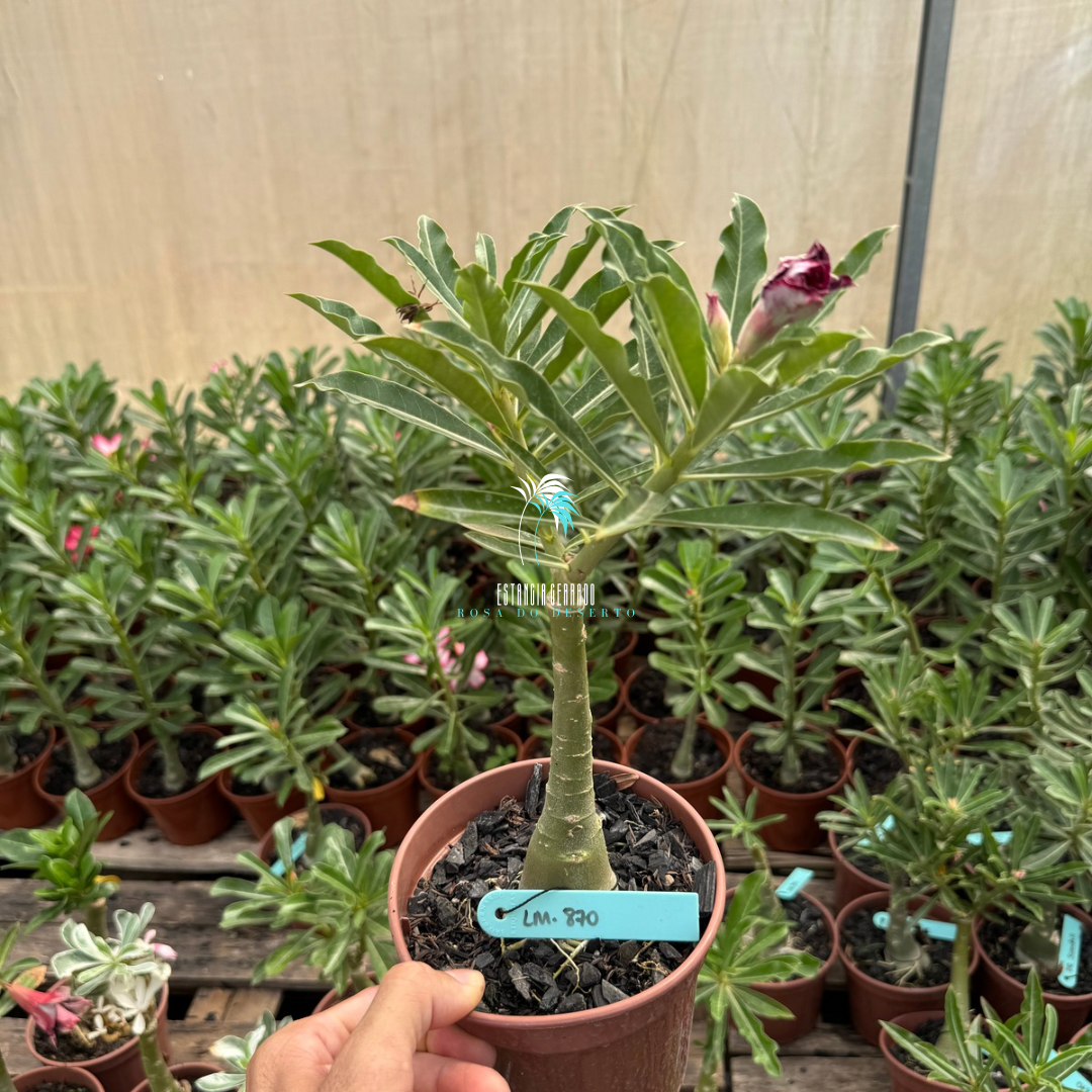 Rosa do deserto enxertada id: LM-870