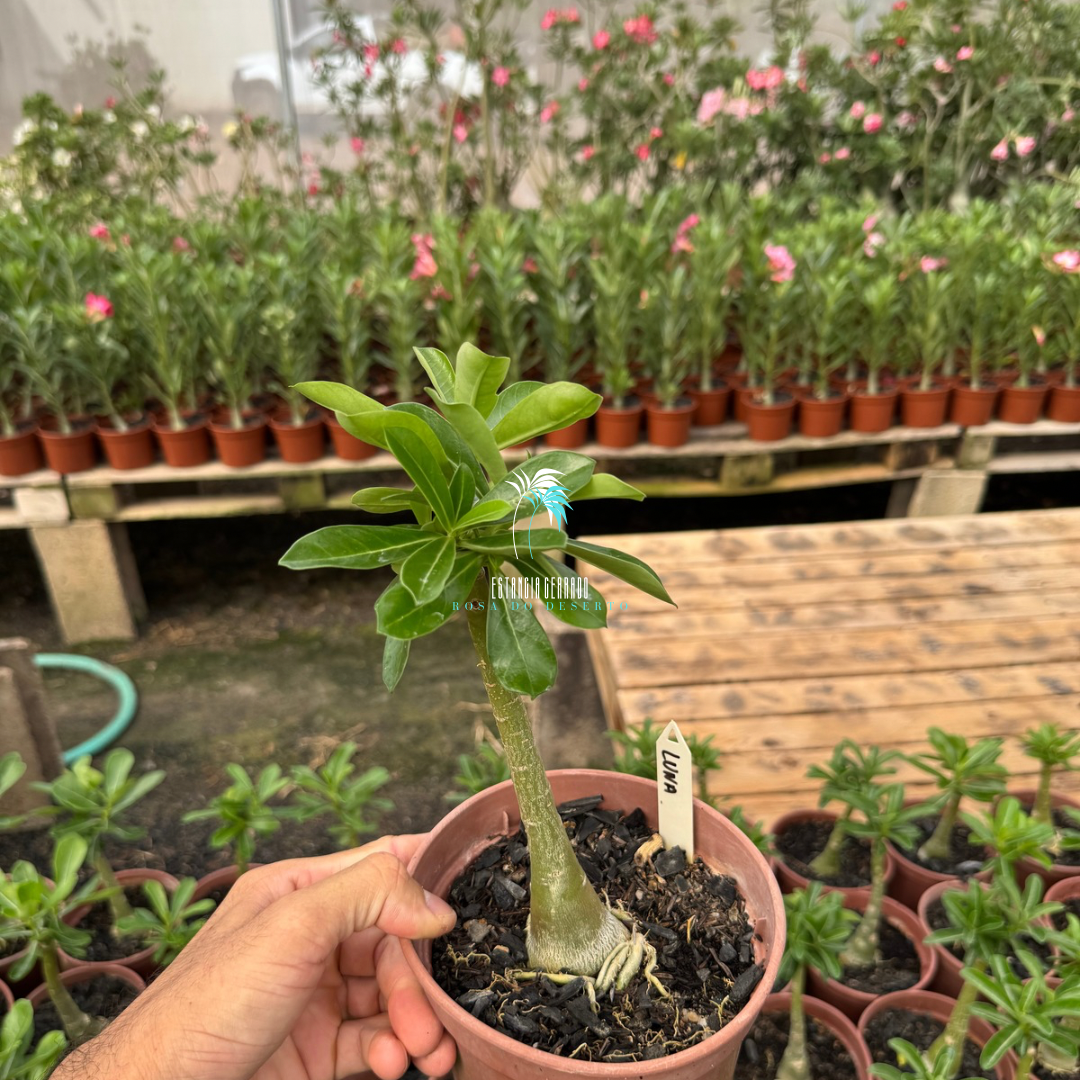 Enxerto De Rosa Do Deserto ID: Luna