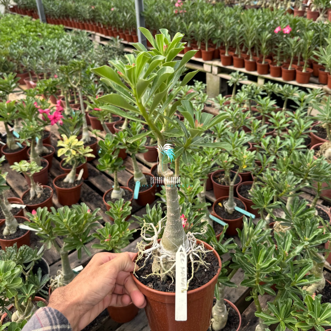 EC Hawaii