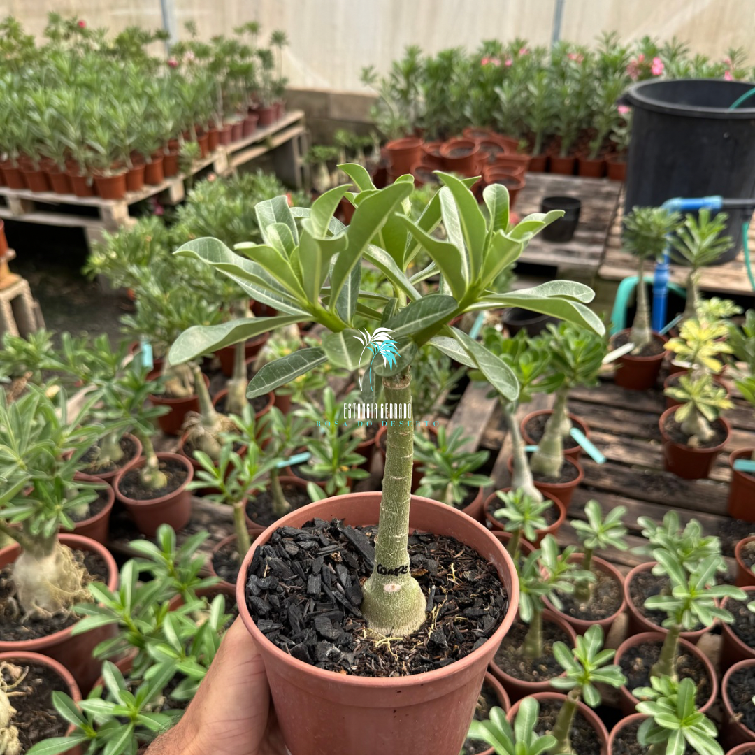 Enxerto De Rosa Do Deserto ID: Condessa