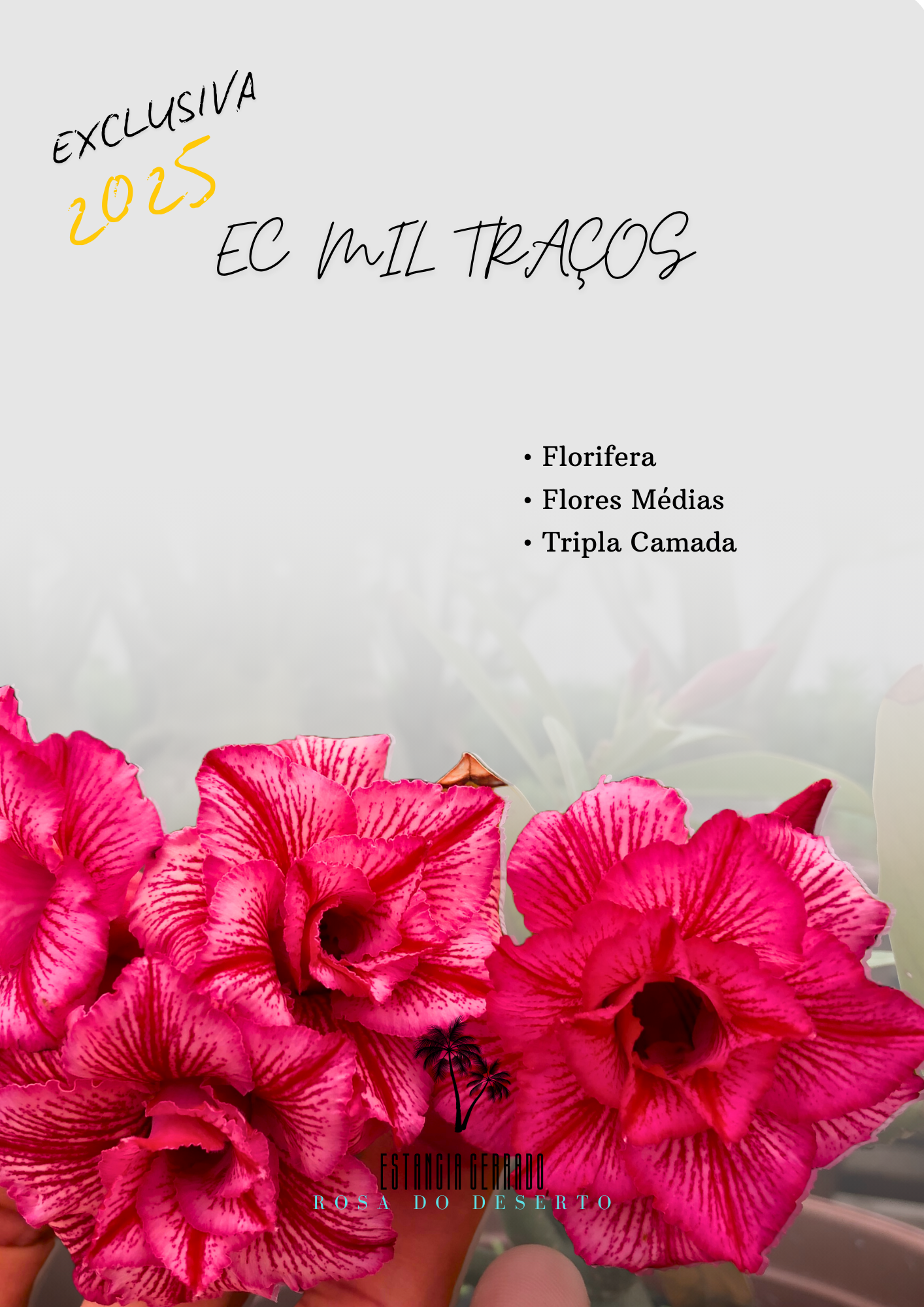 Matriz 5 enxertos ID: EC Mil Traços