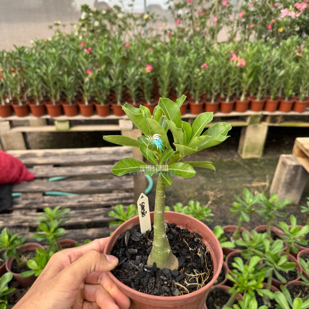 Enxerto De Rosa Do Deserto ID: Sansão