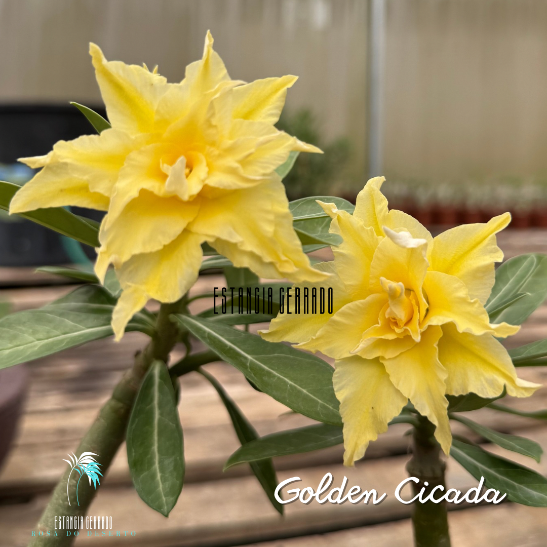 Enxerto De Rosa Do Deserto ID: Golden Cicada
