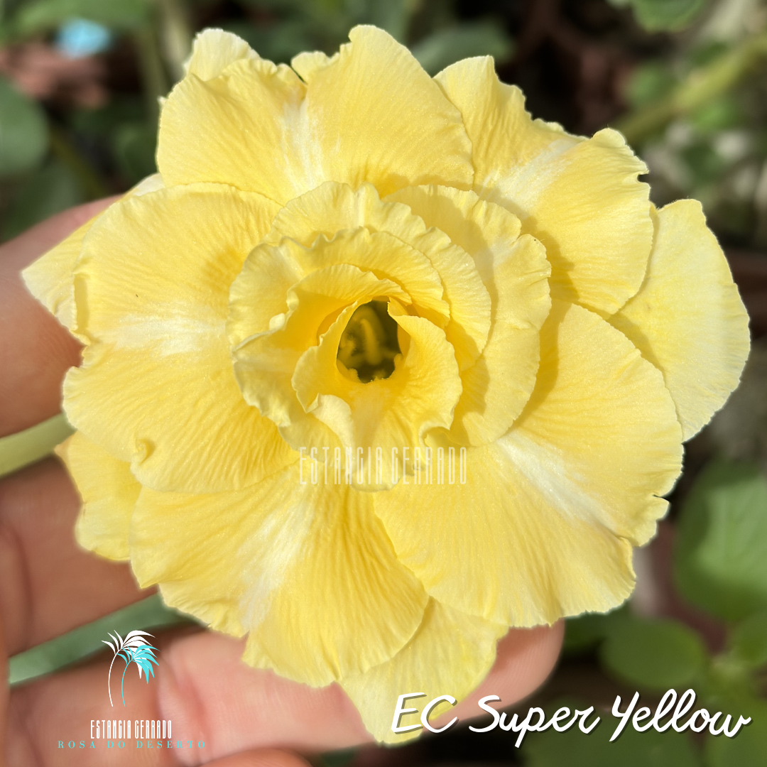 Enxerto De Rosa do Deserto ID: EC Super Yellow