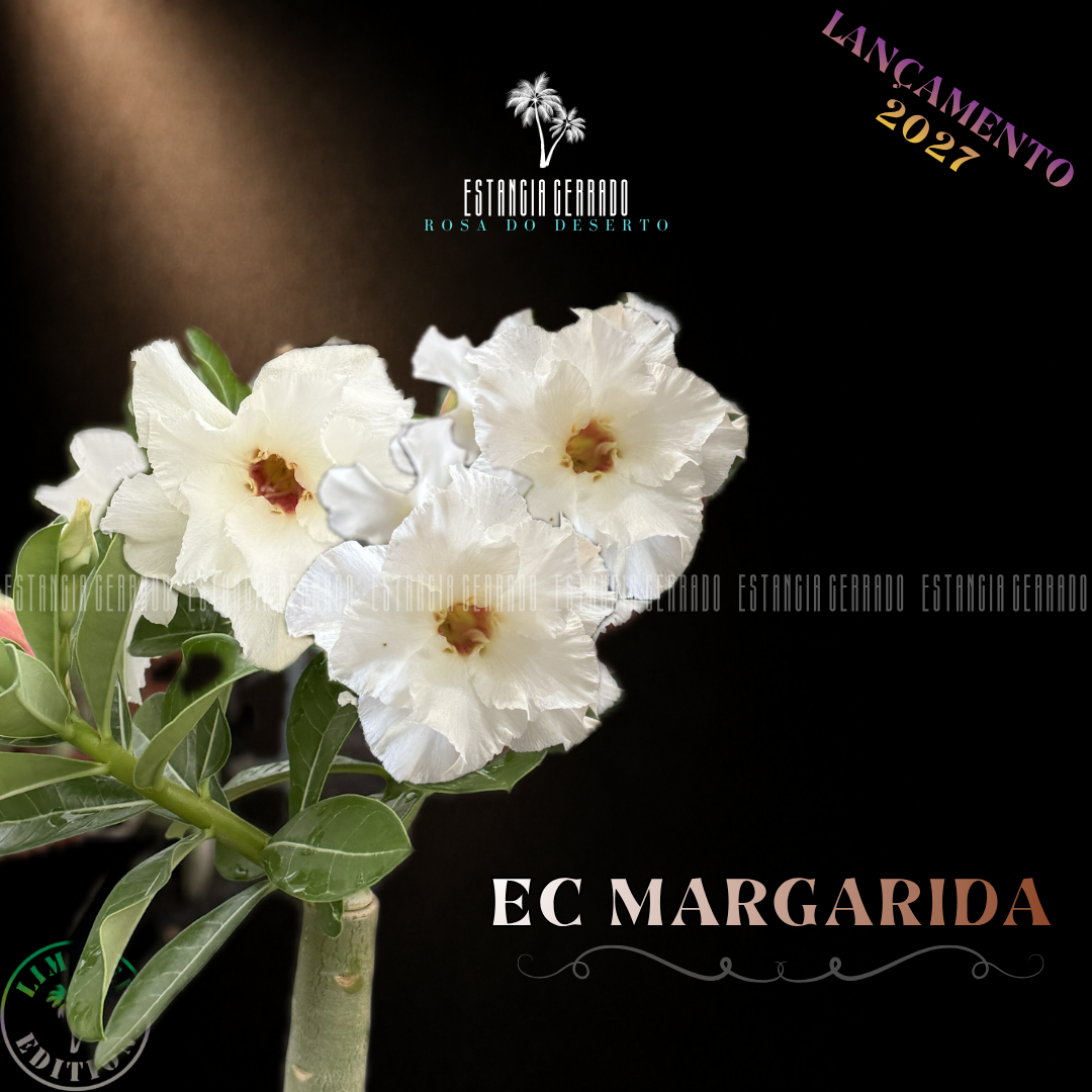 Enxerto De Rosa do Deserto ID: EC Margarida