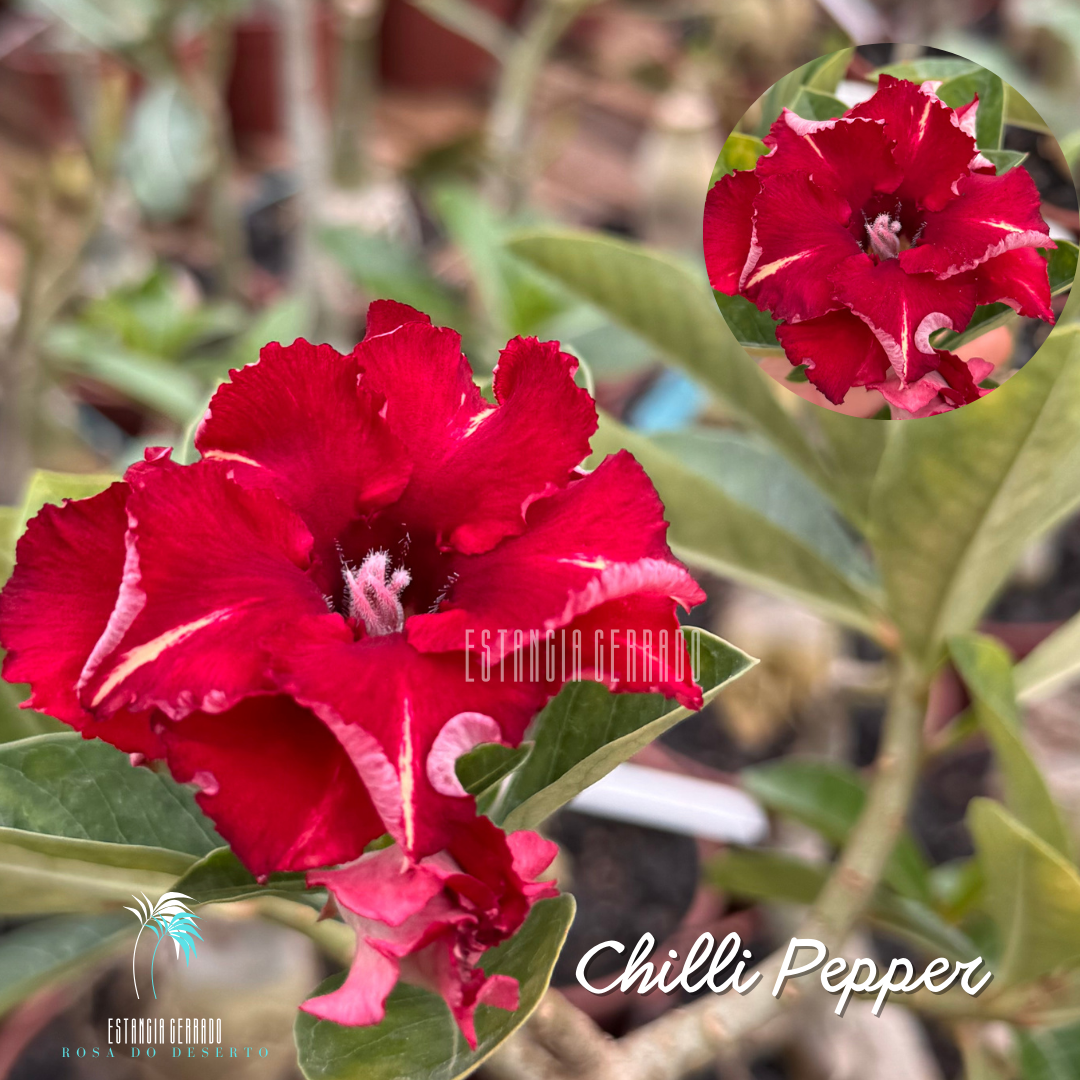 Enxerto De Rosa Do Deserto ID: Chilli Pepper