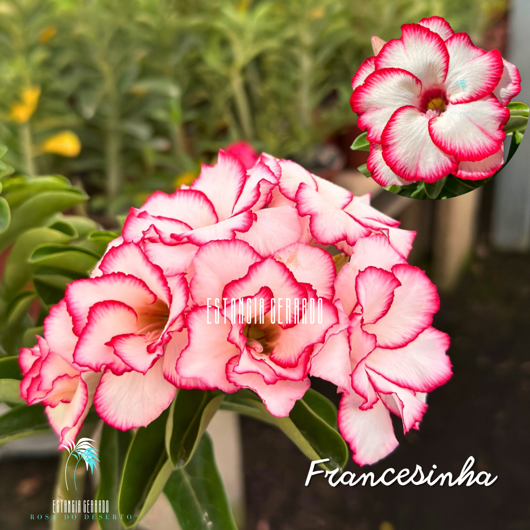 Enxerto De Rosa Do Deserto ID: BRD Francesinha