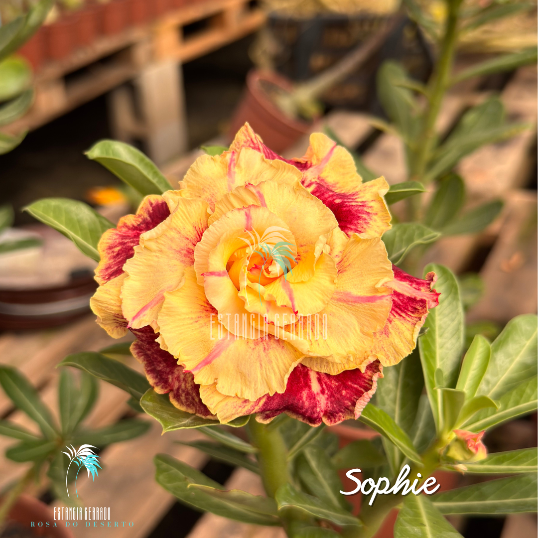 Enxerto De Rosa do Deserto ID: Sophie