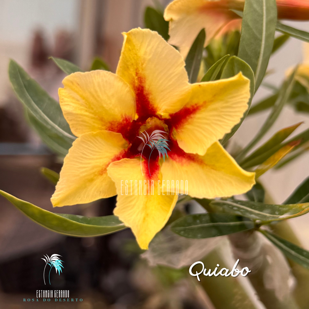 Matriz 6 enxertos ID: Quiabo