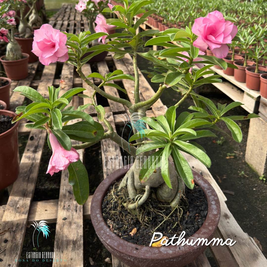 Matriz 5 enxertos ID: Pathumma