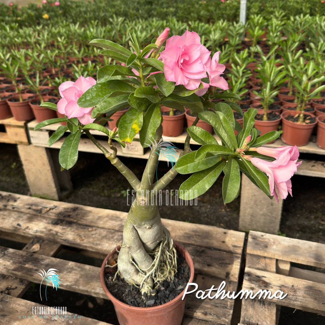 Matriz 3 enxertos ID: Pathumma