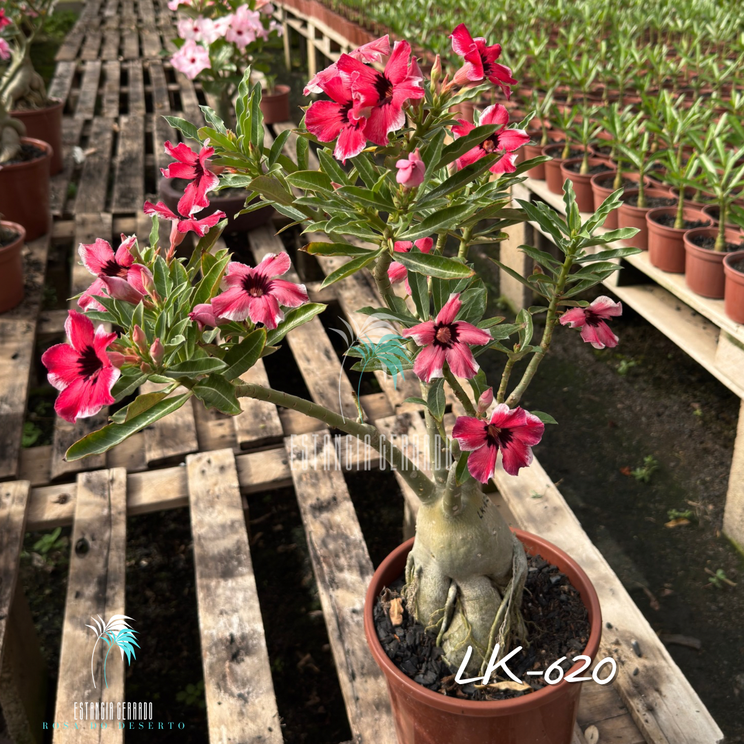Matriz 5 enxertos ID: LK-620