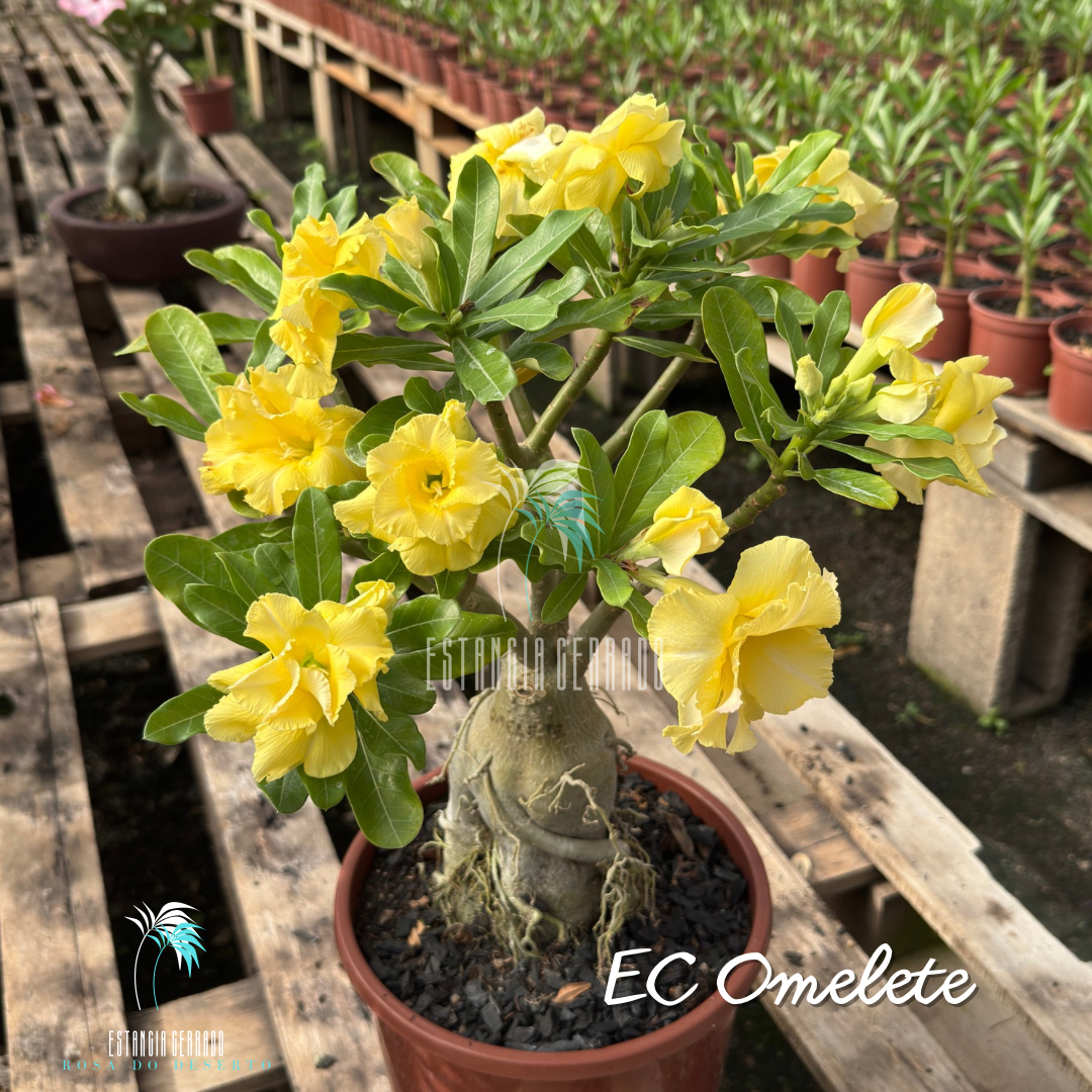Matriz 5 enxertos ID: EC Omelete