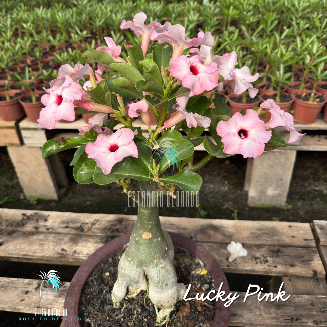 Matriz 6 enxertos ID: Lucky Pink