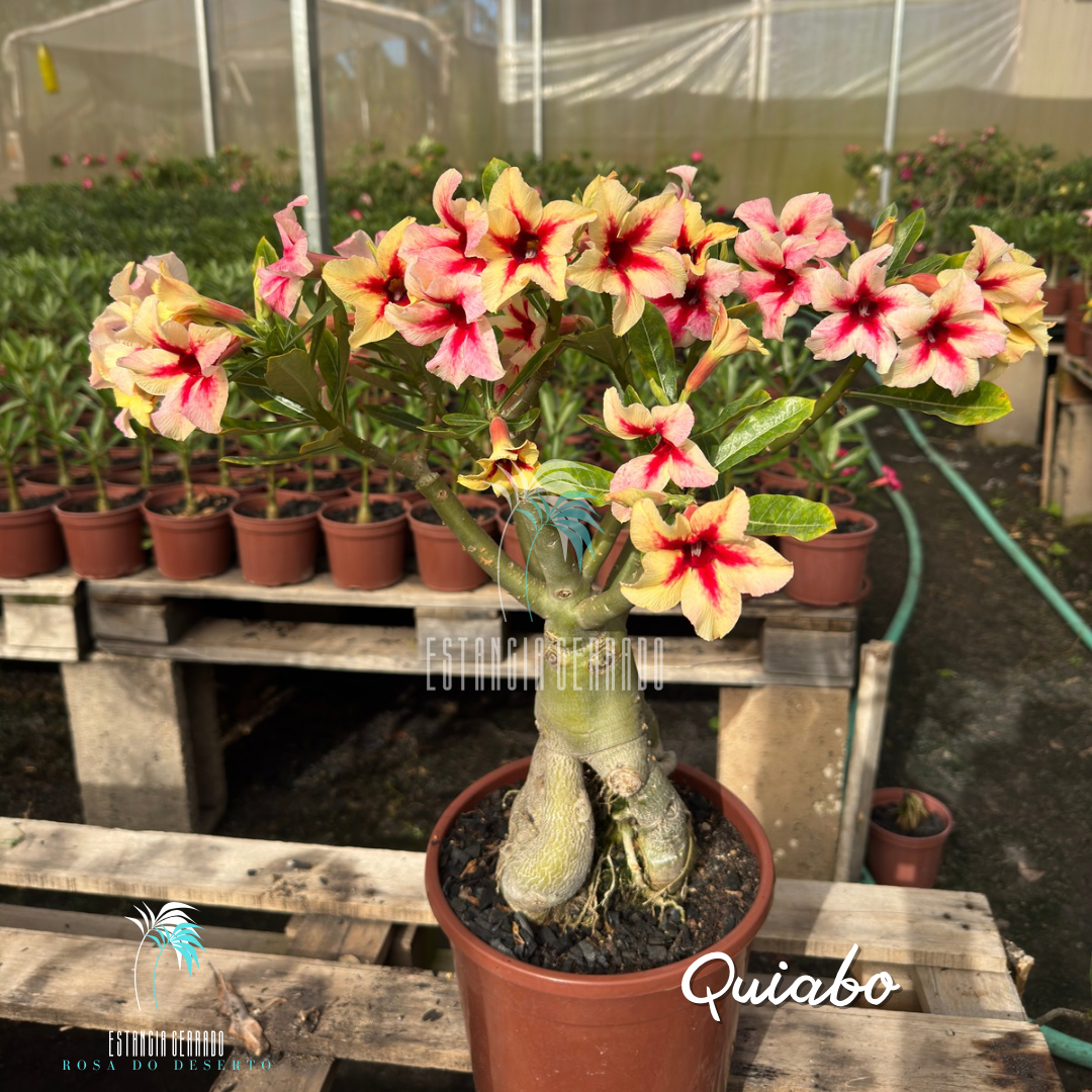 Matriz 6 enxertos ID: Quiabo