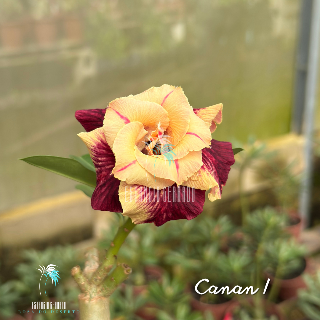 Enxerto De Rosa do Deserto ID: Canan I