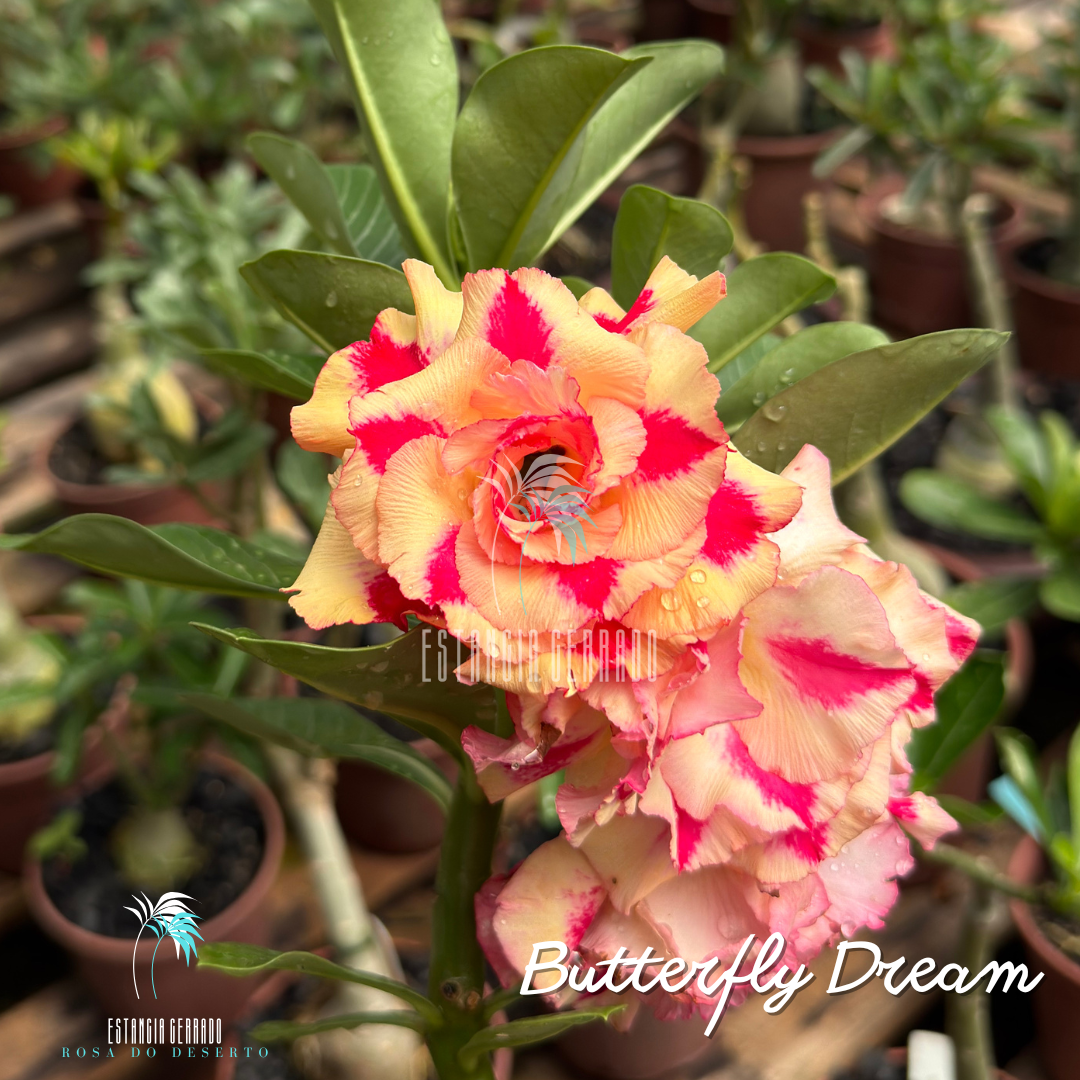 Enxerto De Rosa do Deserto ID: Butterfly Dream