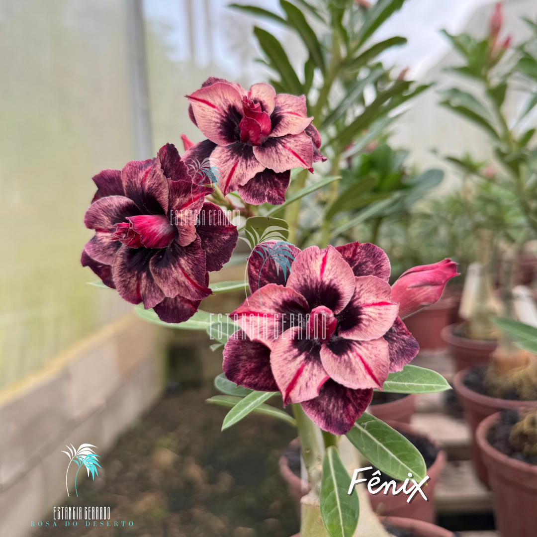 Enxerto De Rosa do Deserto ID: Fênix