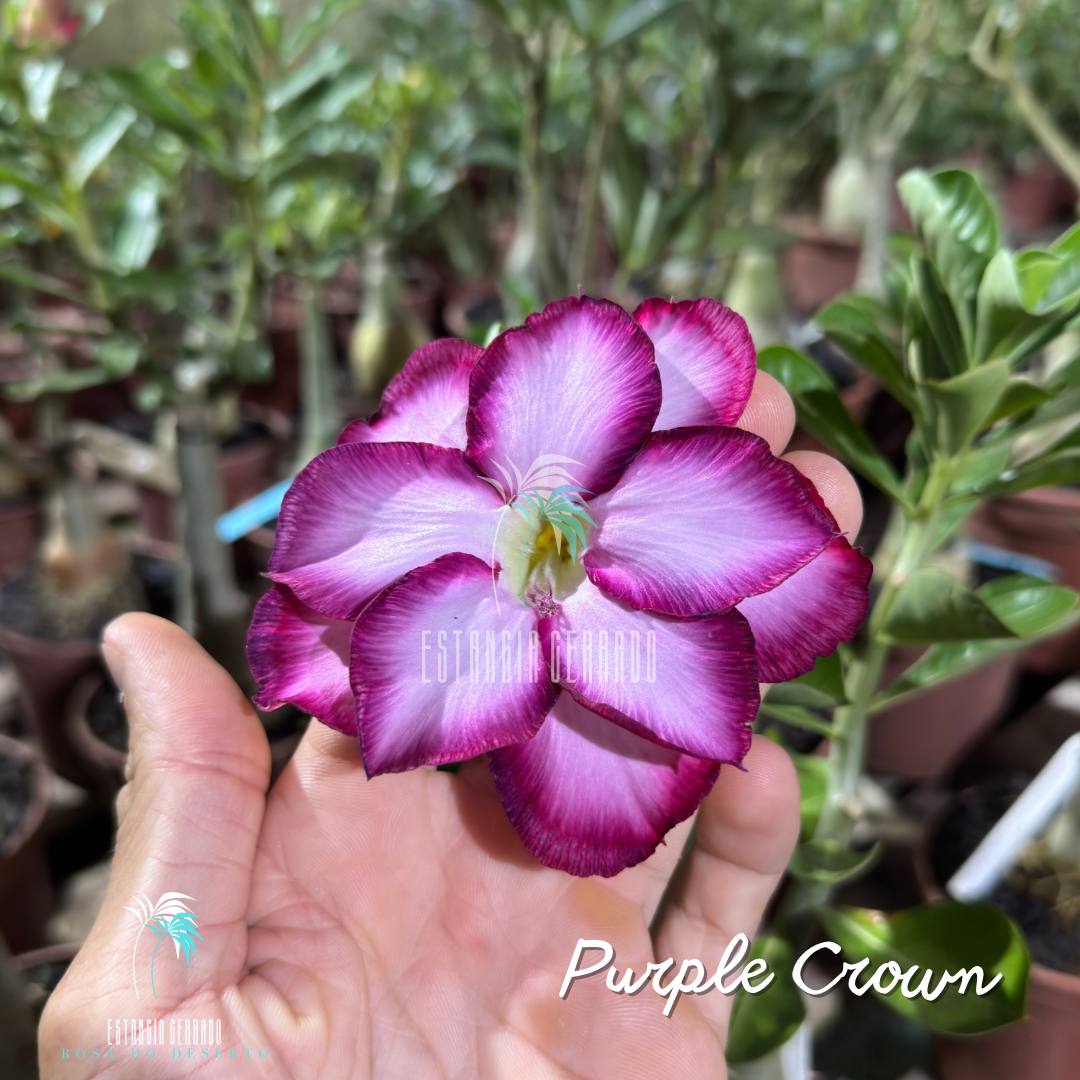 Enxerto De Rosa do Deserto ID: Purple Crown