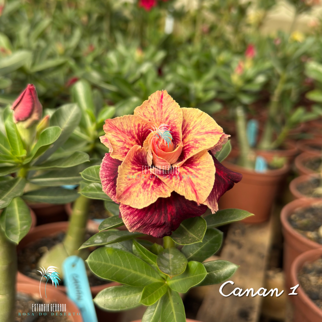 Enxerto De Rosa do Deserto ID: Canan I