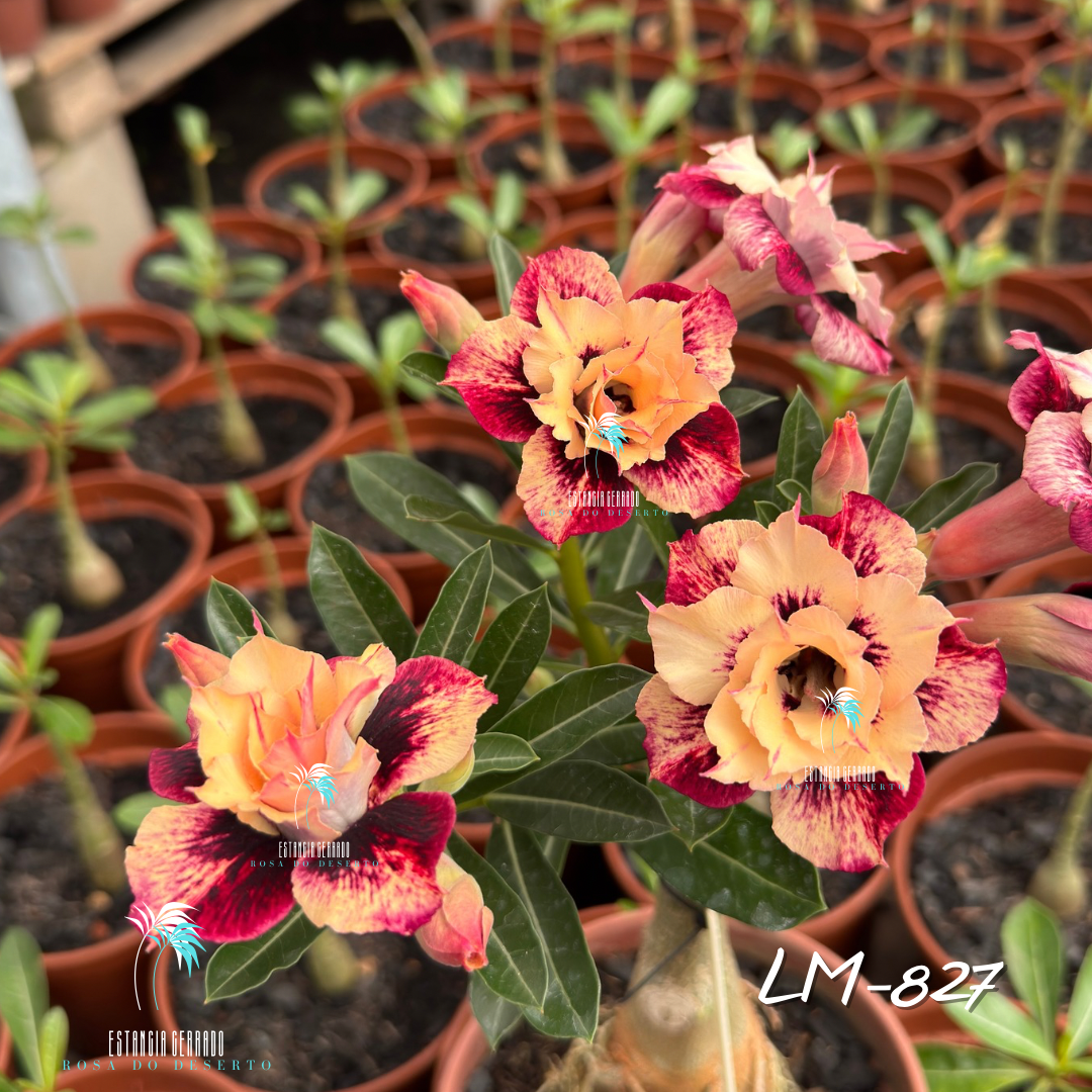 Enxerto De Rosa do Deserto ID: LM-827