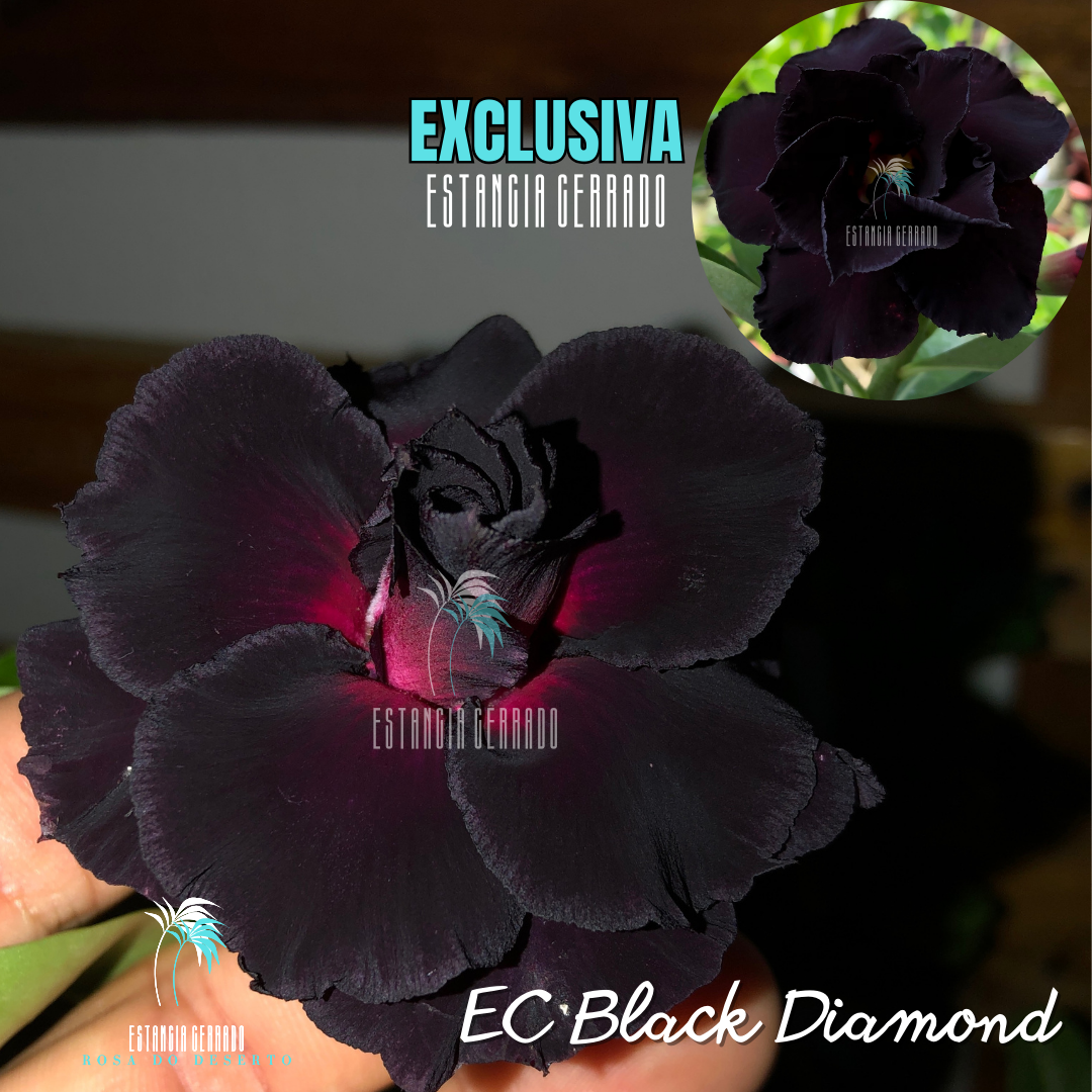 Enxerto De Rosa do Deserto ID: EC Black Diamond “Preta, Negra”