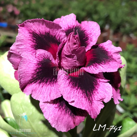 Enxerto De Rosa Do Deserto ID: LM-741