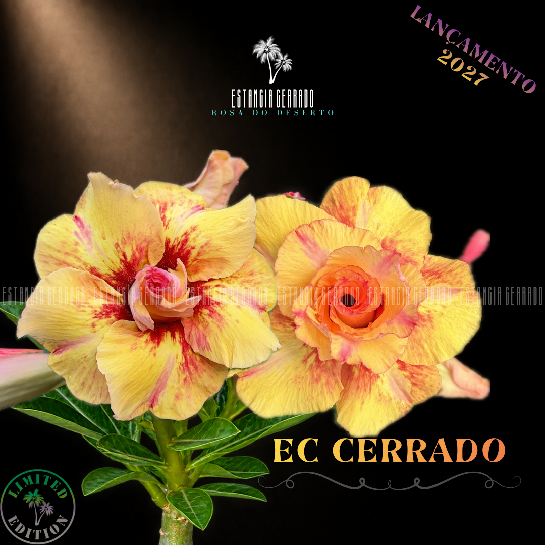 Enxerto De Rosa do Deserto ID: EC Cerrado