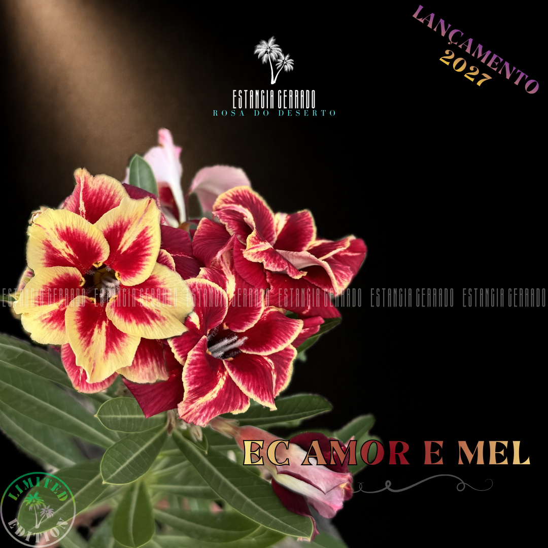 Enxerto De Rosa do Deserto ID: EC Amor e Mel