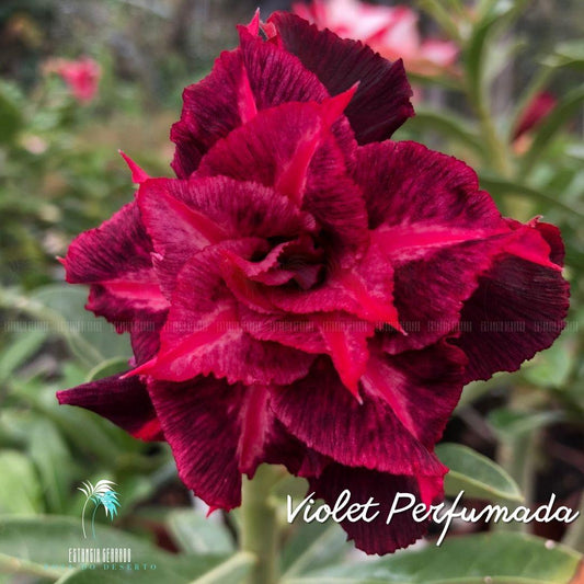 Enxerto De Rosa do Deserto ID: Violet Perfumada - Estância Cerrado Rosa do Deserto