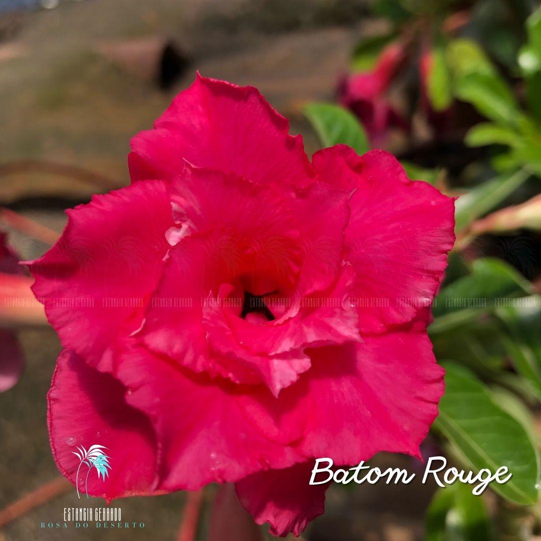 Enxerto De Rosa do Deserto ID: Batom Rouge - Estância Cerrado Rosa do Deserto