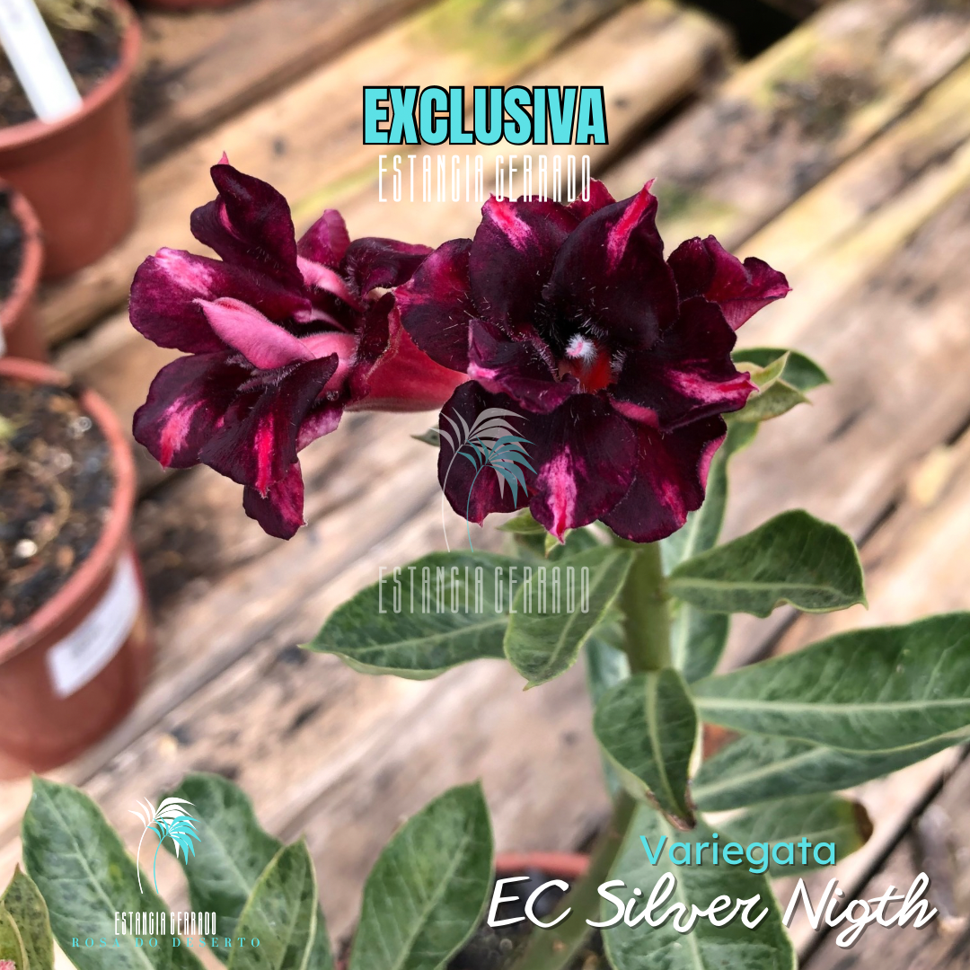 Multi Enxertada Variegata EC Silver Nigth