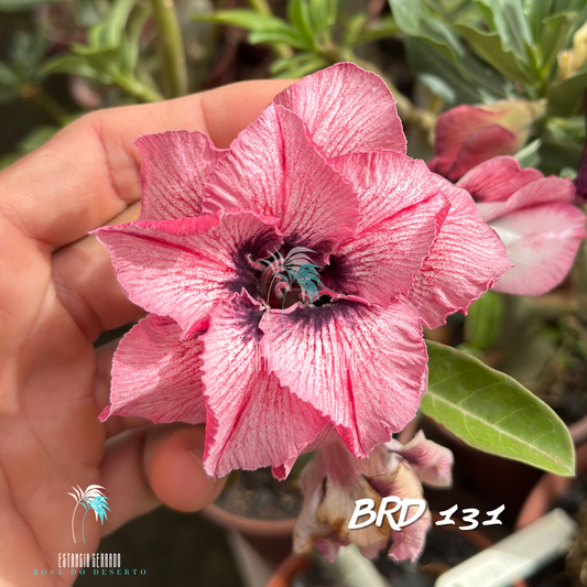 Enxerto De Rosa do Deserto ID: BRD 131