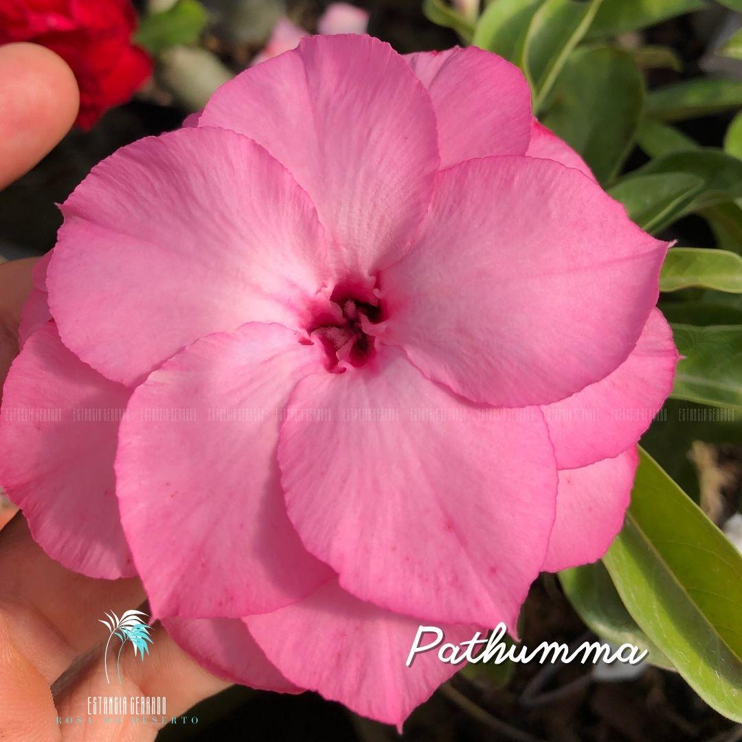 Enxerto De Rosa Do Deserto ID: Pathumma - Estância Cerrado Rosa do Deserto