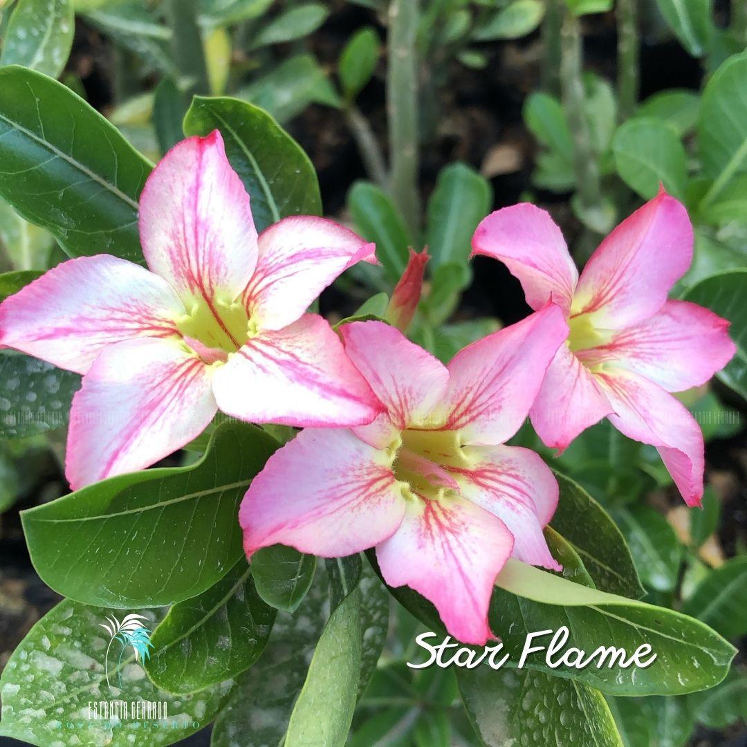 Enxerto De Rosa do Deserto ID: EC Star Flame - Estância Cerrado Rosa do Deserto